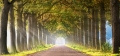 Herbst-Faerbung-Farben- Alleen-Gelderland-C_NIK_1185a Kopie