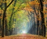 Herbst-Faerbung-Farben- Alleen-Gelderland-C_NIK_1265e Kopie