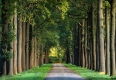 Herbst-Faerbung-Farben- Alleen-Gelderland-C_NIK_1578a Kopie