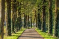 Herbst-Faerbung-Farben- Alleen-Gelderland-C_NIK_1677 Kopie