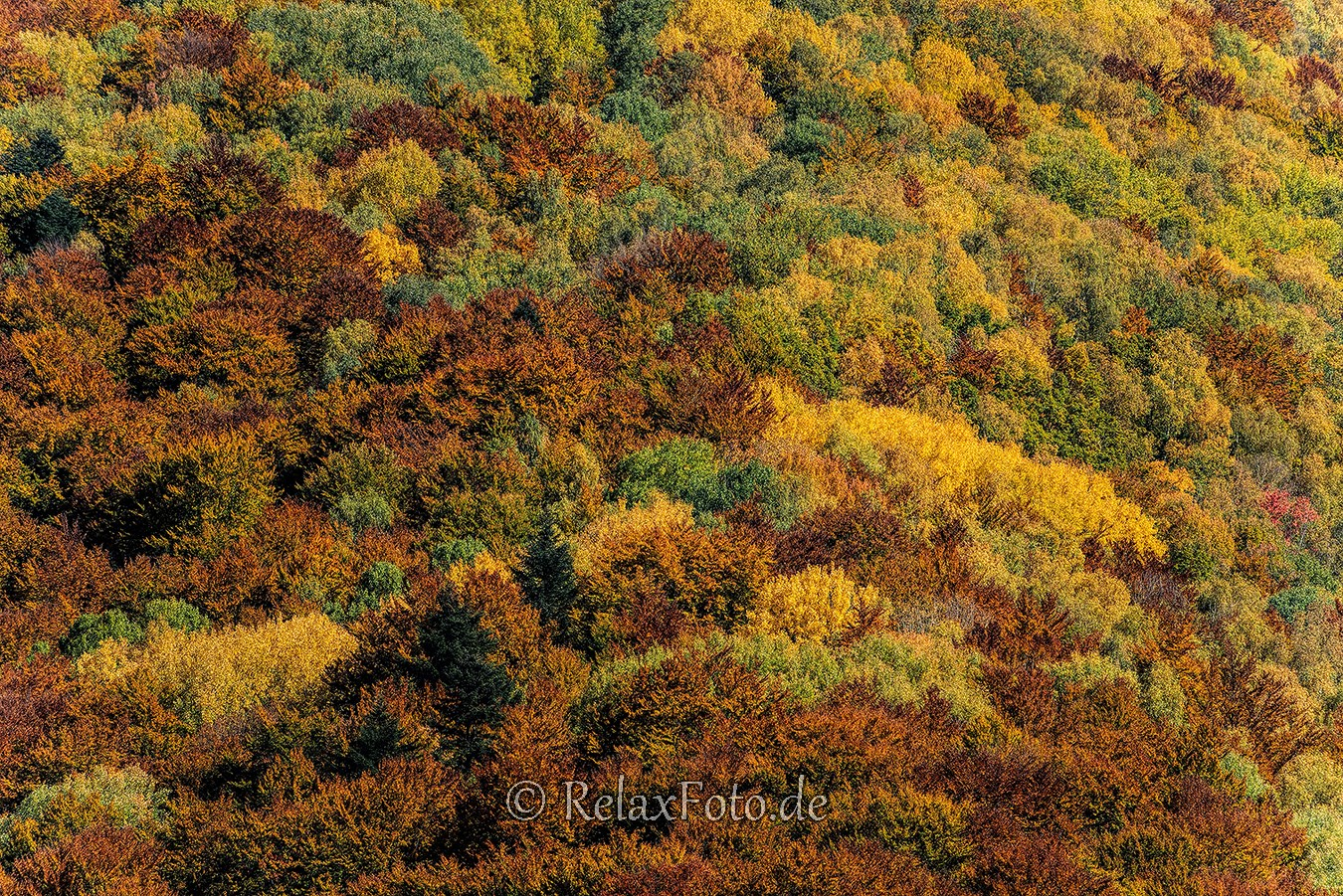 Herbst-Wald-Rumaenien-Siebenbuergen-Transylvanien-A_NIK500_6860 Kopie