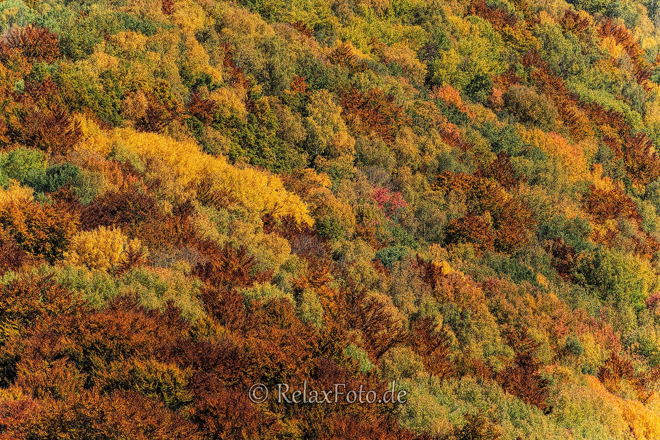 Herbst-Wald-Rumaenien-Siebenbuergen-Transylvanien-A_NIK500_6861 Kopie