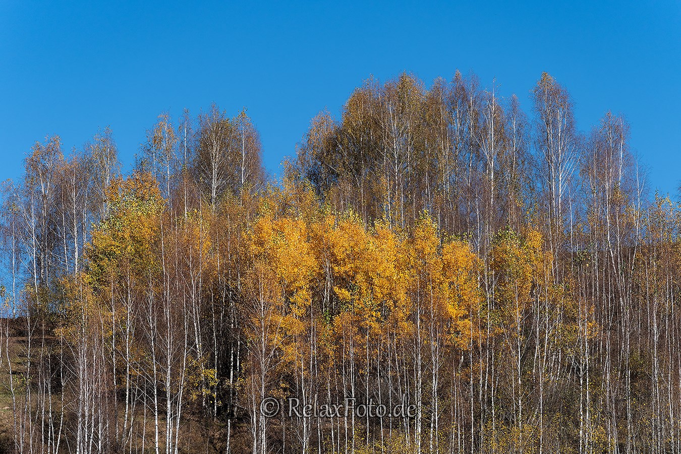 Herbst-Wald-Rumaenien-Siebenbuergen-Transylvanien-A_NIK500_6864 Kopie