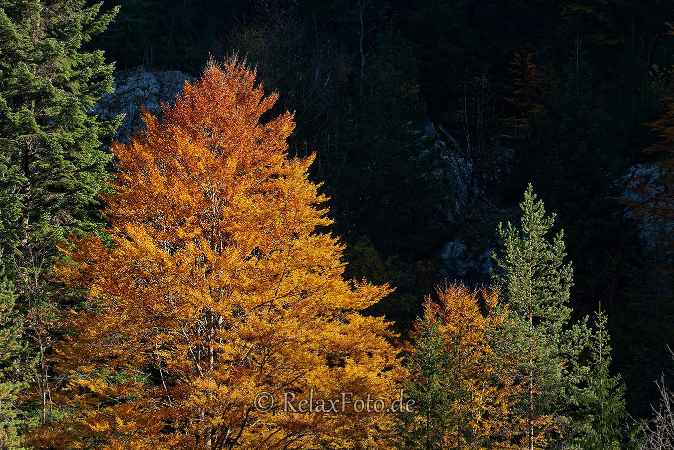 Herbst-Wald-Rumaenien-Siebenbuergen-Transylvanien-A_NIK500_6935 Kopie