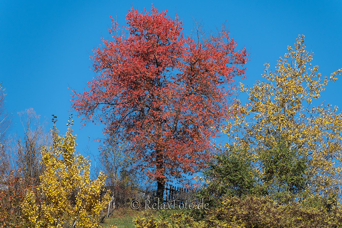 Herbst-Wald-Rumaenien-Siebenbuergen-Transylvanien-A_NIK500_6974 Kopie