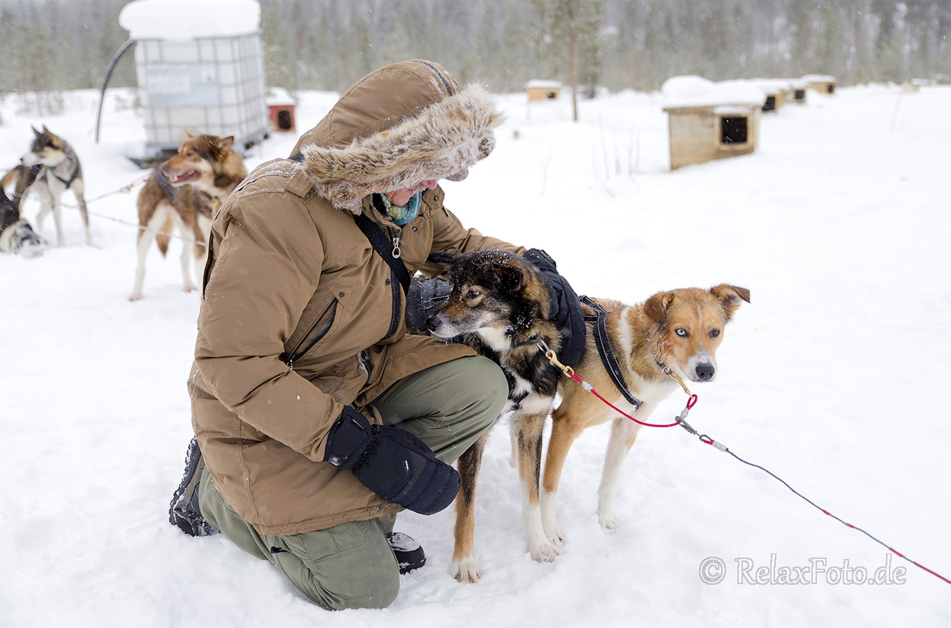 Husky-Huskies-schlitten-hunde-Finnland-Norwegen-Schweden-IMG-487A3760
