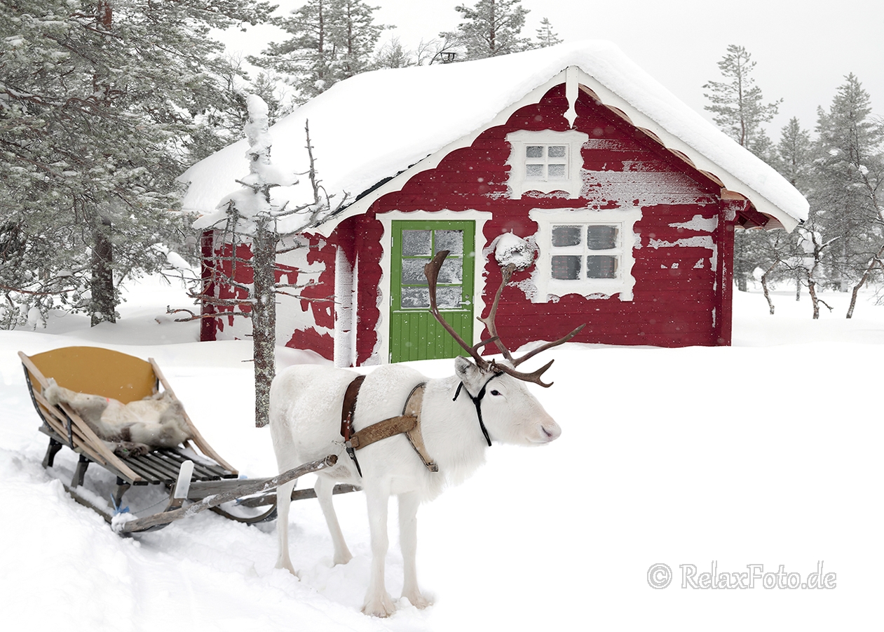Rentier-schlitten-winter-schnee-Lappland-Finnland-Norwegen-Schweden-C_NIK_8250a Kopie