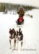 Husky-Huskies-schlitten-hunde-Finnland-Norwegen-Schweden-IMG_20190218_134829_4