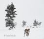 Rentier-winter-schnee-Lappland-Finnland-Norwegen-Schweden-C_NIK_8268a Kopie