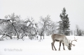 Rentier-winter-schnee-Lappland-Finnland-C_NIK_8272a Kopie