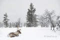 Rentier-winter-schnee-Lappland-Finnland-C_NIK_8274a Kopie