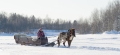 schlitten-pferde-winter-schnee-panorama-finnland-C_NIK_8302 Kopie