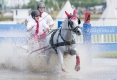 pferde-pony-kutschen-rennen-wasser-hindernis-graben-2_dsc3818