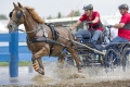 pferde-pony-kutschen-rennen-wasser-hindernis-graben-2_dsc3939