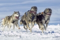 Huskies-Husky-Schlittenhunde-Rennen-A_SAM0743.jpg