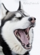 huskies-husky-schlittenhunde-gaehnend-portrait-portraet-1_dsc6290