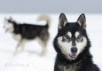 huskies-husky-schlittenhunde-portrait-portraet-1_dsc6209