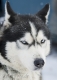 huskies-husky-schlittenhunde-portrait-portraet-1_dsc6247