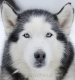 huskies-husky-schlittenhunde-portrait-portraet-1_dsc6898