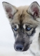 huskies-husky-schlittenhunde-portrait-portraet-1_dsc6911