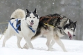 huskies-husky-schlittenhunde-rennen-1_dsc6619