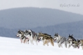 huskies-husky-schlittenhunde-rennen-1_dsc6700