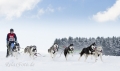 huskies-husky-schlittenhunde-rennen-1_dsc7352