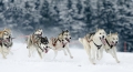 huskies-husky-schlittenhunde-rennen-1_dsc7361