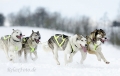 huskies-husky-schlittenhunde-rennen-1_dsc7377