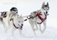 huskies-husky-schlittenhunde-rennen-1_dsc7405