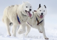 huskies-husky-schlittenhunde-rennen-1_dsc7433