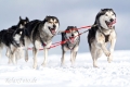 huskies-husky-schlittenhunde-rennen-7-c_mg_2644
