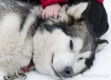 huskies-husky-schlittenhunde-streicheln-kinderhand-1_dsc6921