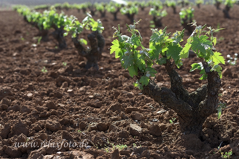 Extremadura-Weinreben-Spanien-A_DSC9634 Kopie