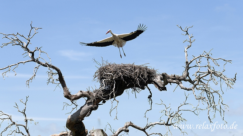 Extremadura-Weissstorch-Nest-fliegend-Spanien-B_DSC0076 Kopie