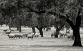 Extremadura-Dehesas-Schafe-Schafherde-Dehesas-Spanien-B_DSC0061 Kopie