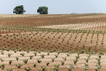 Extremadura-Weinbau-Spanien-A_DSC9666 Kopie