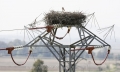 Extremadura-Weissstorch-Nest-Strommast-Spanien-2_DSC7340 Kopie