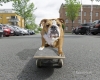 Englische-Bulldogge-english-bulldog-bedrohlich-drohend-angriffslustig-Skateboard-A_SAM3922a-1