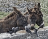 Esel-Futter-Fuetterung-Nebelkraehen-Futterneid-A_SAM4802