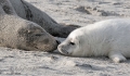 Kegelrobben-Baby-Helgoland-B_SAM0048a