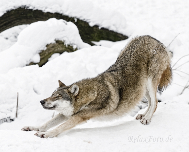 wolf-strecken-schnee-winter-7-a_mg_0135