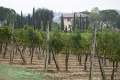 landschaft-weinberg-weingut-toscana-4-a_dsc2233