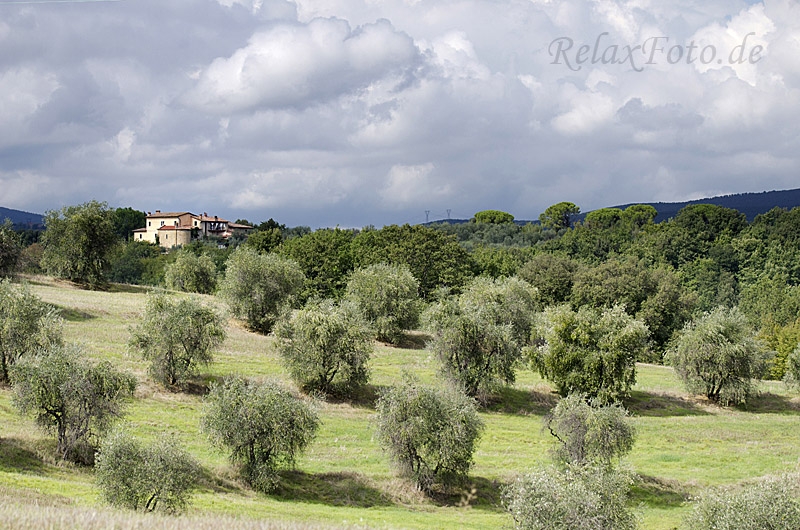 landschaft-olivenbaeume-toscana-4-1_dsc1685