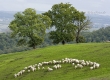 landschaft-schafe-schafherde-toscana-a2_dsc6854