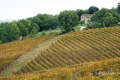 landschaft-weinberg-weingut-toscana-2_dsc6833