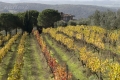 landschaft-weinberg-weingut-toscana-a_dsc8009