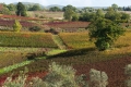 landschaft-weinberg-weingut-toscana-a_dsc8071