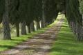 landschaft-zypressen-allee-toscana-a_dsc8031