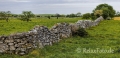 Landschaften-Weiden-Steinmauern-Steinwaelle-Steinwall-Wall-Wild-Atlantic-Way-Irland-Irische-Kueste-Westkueste-A_SAM4811